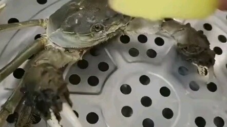 "Crab from Different Brands"