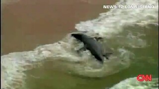 Giant shark washed ashore