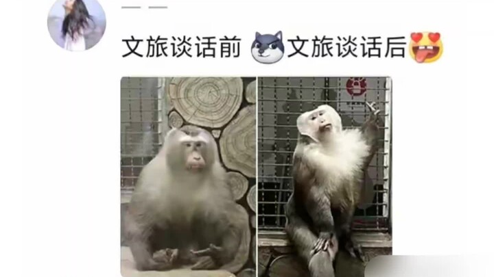 Gunung Qianling di Guizhou: “Tak disangka, duta kami ternyata seekor monyet yang pandai berpose saat