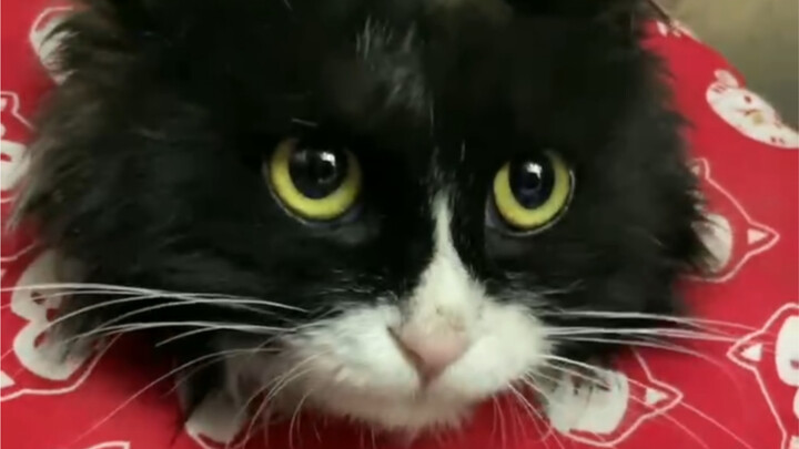 让我后背疼的猫