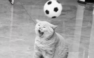 Kucing tujuh kali lebih mungkin bereaksi