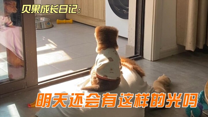 Who can possibly guess what’s going on in this little pup’s mind?