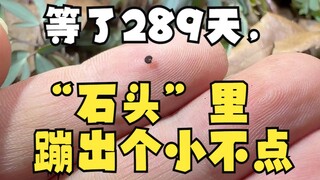 بعد انتظار 289 يومًا، ظهر صغير من "الحجر"