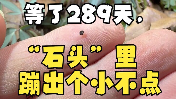 After waiting for 289 days, a tiny little one popped out of the "stone"!