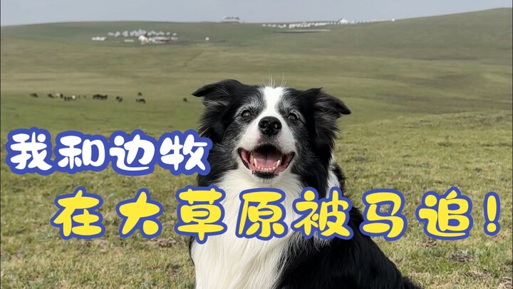 What is it like to be chased by a herd of horses on the grassland with a Border Collie?