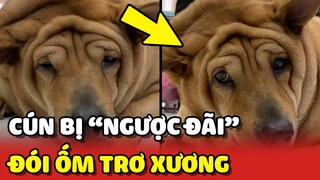 Phát hiện bé cún "ỐM" TRƠ XƯƠNG bị bỏ đói "KHÔNG" ĐI NỔI tại quán ăn 😂 | Yêu Lu
