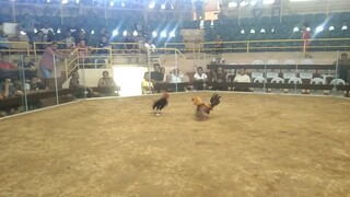Dauin cockpit hack fight.lose