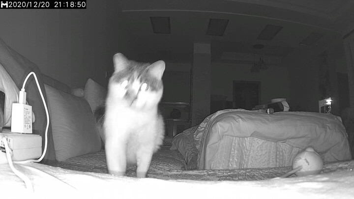 When I Called My Cat through the Monitoring System