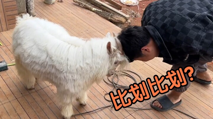 Si Domba Kecil: Dasar kepala batu, ayo adu kekuatan!