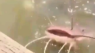 حذارٍ... تذكير للجميع: تام يخرج من الأرض في 13 ثانية!