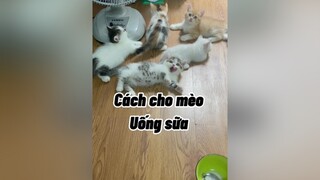 ❤️ Chào các bác cat mèo cute