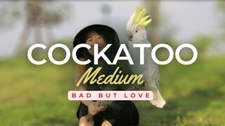 กระตั้วมีเดียม ร้ายนักนะ! (Medium Cockatoo)  Ep.279