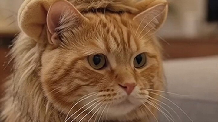 My Cat pretent to be a lion