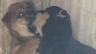 ❤️Dunia ini tidak akan ada tanpa anjing♥