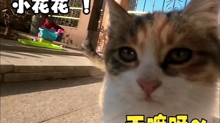 Meong~ Kucing-kucing temanku banyak banget, kan? Ngga bisa nolak, mereka semua panggil aku “Si Kucin