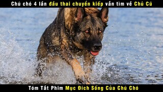 [Review Phim] Chú Chó 4 Lần Đầu Thai Chuyển Kiếp Vẫn Nhớ Tìm Về Chủ Cũ | Netflix