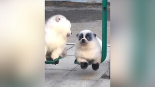 Khi bạn sinh ra là cờ hó nhưng lại có hình hài của 🐼 chó cute foryou