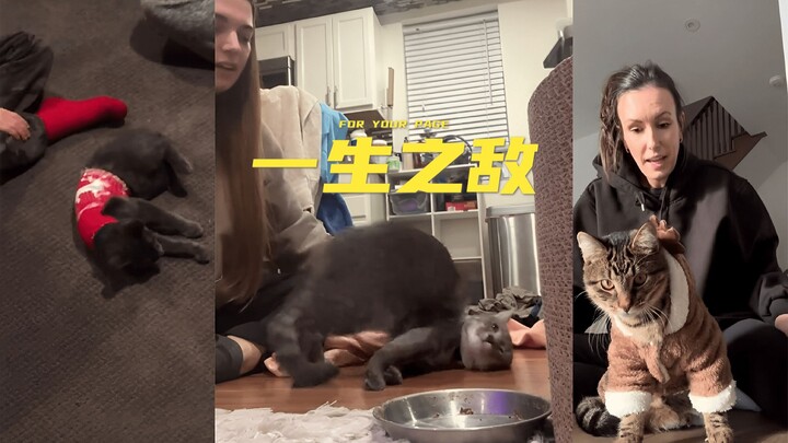 Pakaian adalah musuh terbesar para kucing 😾