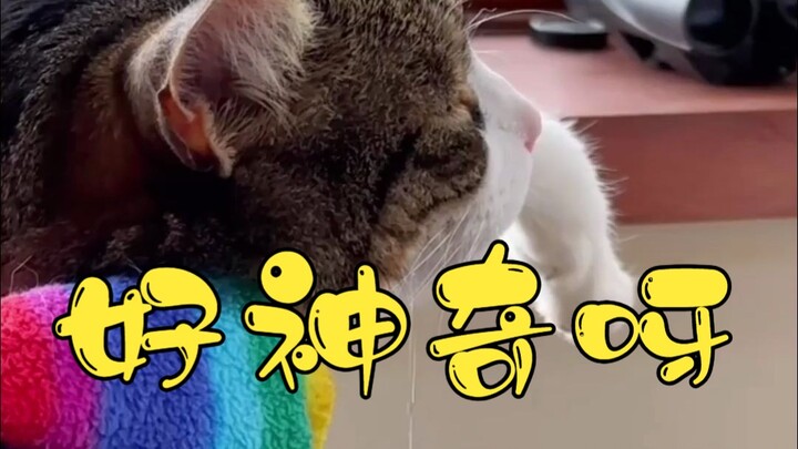 【Chữa lành với động vật】Hãy mỉm cười và xem toàn bộ quá trình kết nối