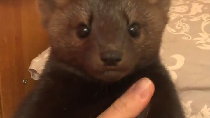 A smart and adorable little one who can fall asleep quickly