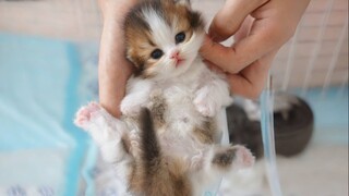 How to make a kitten sleep lying down?