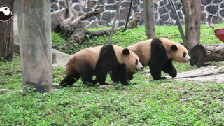 Giant Panda|Twins