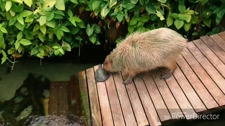 Tuan Kura-kura kasihan banget, perlahan-lahan didorong ke dalam air oleh si Babi Lucu yang nakal (*/