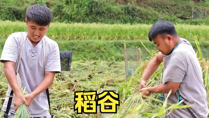 Siapa yang tahu bahwa setiap butir nasi di piring adalah hasil kerja keras; kita harus menghargai se