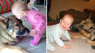 สุนัขเยอรมันเชพเพิร์ดเล่นกับลูกน้อย 👶🐶 สุนัขและลูกมิตรภาพที่ดีกว่า