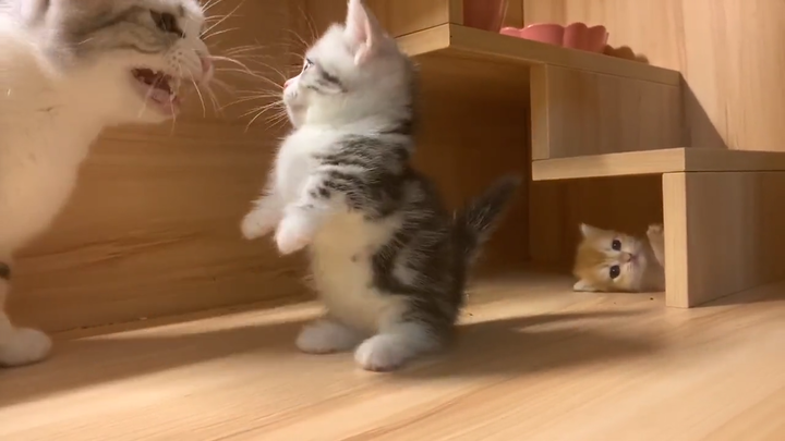 A short-legged kitten tries to scare its mom, but the counterattack backfires and it slinks away—its