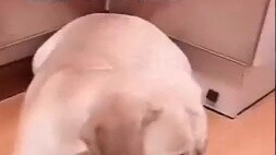 تدريب العضلات والعظام والجلد من الخارج، وتنشيط الطاقة الداخلية، لجعل جسمك مقاومًا كالدرع الذهبي الذي