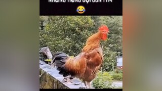 Những tiếng gọi con tym 😂yeudongvat fypシ pet thucung dongvathaihuoc