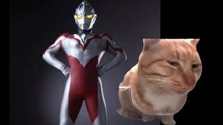 [Cat meme] Nhận xét về ngoại hình của Ultraman Akko dạo này! !