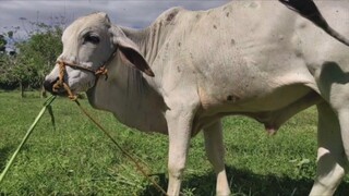 Cattle of the Philippines.