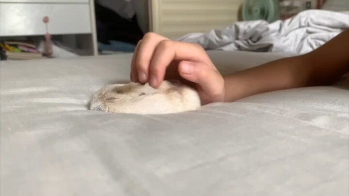 Setiap kali AC dinyalakan, tikus-tikus di rumah langsung jadi “kue tikus”!