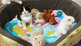 Scottish fold kittens แมวเด็ก อายุ1 เดือน ก็จับปูใส่กระด้งสิจ๊ะ🤣