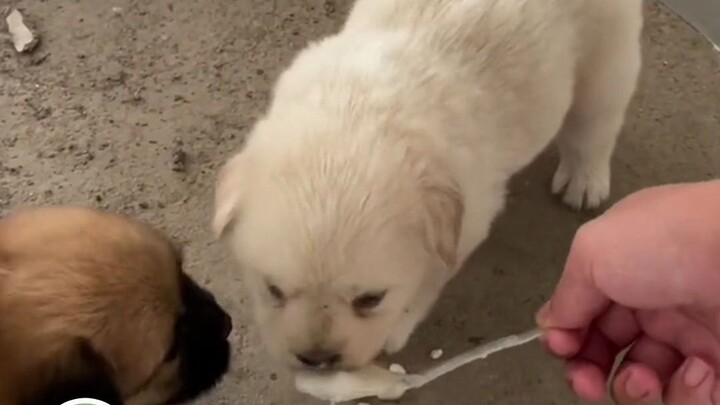 Thực ra chó hoang cái gì cũng hiểu, nó cũng đang đếm từng ngày để đưa con đến đây... #GiảiThưởngBình