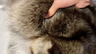 Gấu mèo có thể béo đến mức nào #gấumèonhỏ