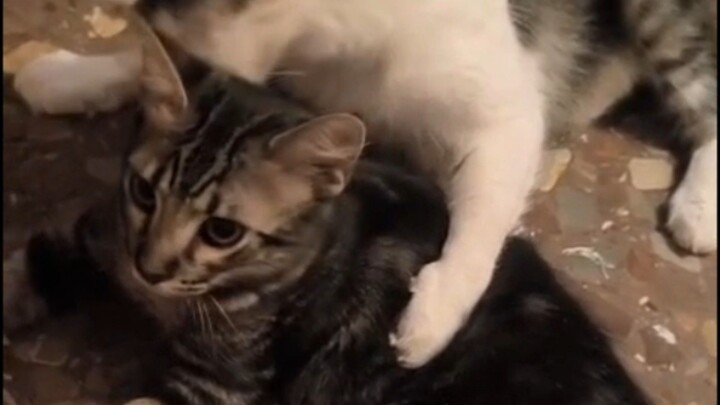 Cats playing #cat #catlover