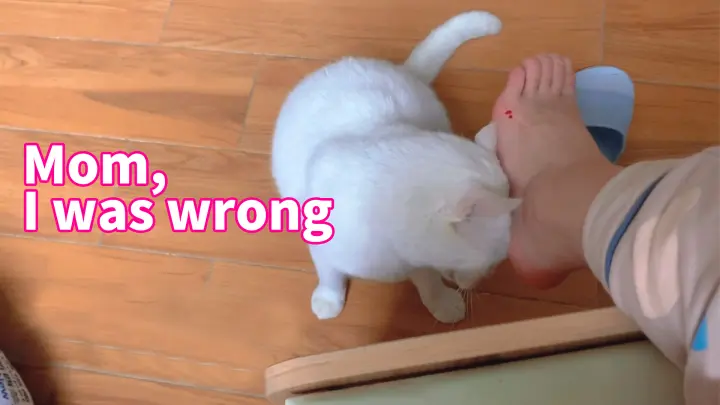 An apologizing kitten