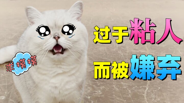 The big-faced cat was disliked by its owner for being too clingy. Netizens commented: “Is there such