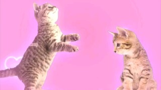 The little stupid cat fell in love