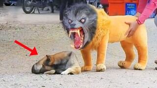 Funniest Dog Reactions of 2022 - Pets, Pranks, and More! | Pets Island