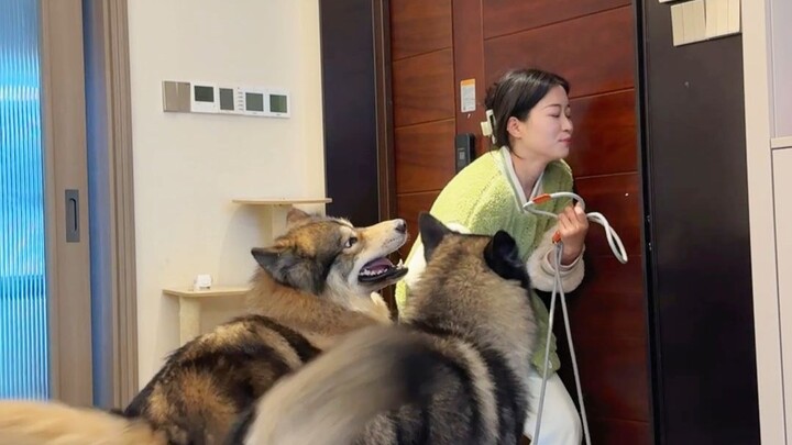 اليوم الثالث لتربية الذئب في المنزل...