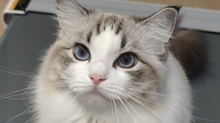 When I get home, I deliberately avoid petting the kitten.