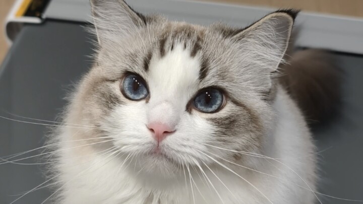 Ketika aku pulang ke rumah, sengaja tidak menyentuh kucing kecil itu