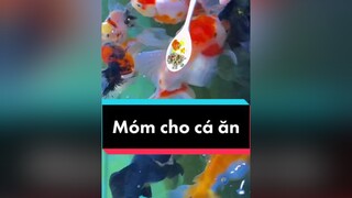 TUI CŨNG LÀM GIỐNG NGƯỜI TA CHỈ CÓ KHÁC NHÂN VẬT CHÍNH THÔI MÀ...🙄🙄  gocsangtao foryoupage TUONGVyVy goldfish foryou trending thucung ThuThachLongTieng LearnOnTikTok