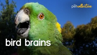 Bird Brains