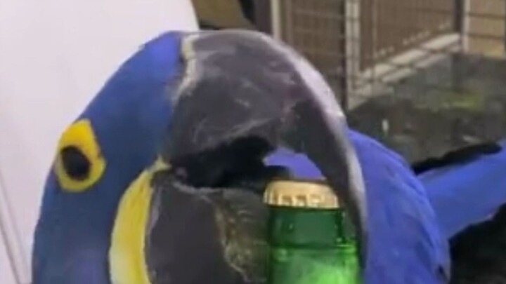 Macaw: So tough its “bone-deep” beak is practically made of bone—what a badass macaw mouth!