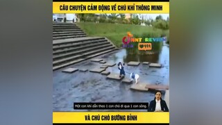 câu chuyện cảm động của chú chó và chú khỉ TVSHOWHAY mereviewphim reviewphimhay nntreview2 foryou